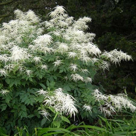 Semillas de flores Aruncus Dioicus blancas Semillas orgánicas de alta germinación, reliquia, sin OMG para jardín