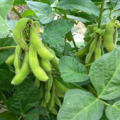 Grüne Edamame-Samen – Alte Sorte, gentechnikfrei, hohe Keimfähigkeit, Bio-Gartensamen zum Pflanzen