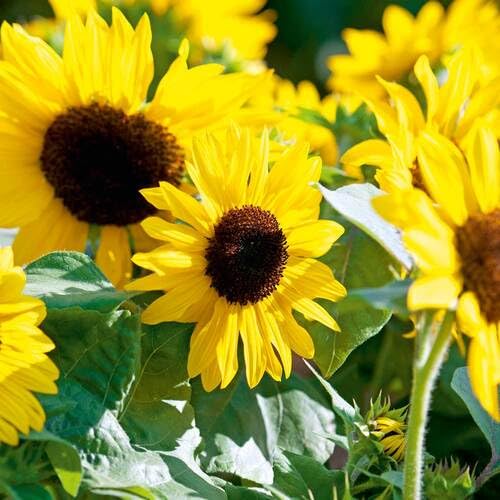 Yellow Sunflower Seeds Heirloom Non-GMO High Germination Organic Garden Seeds