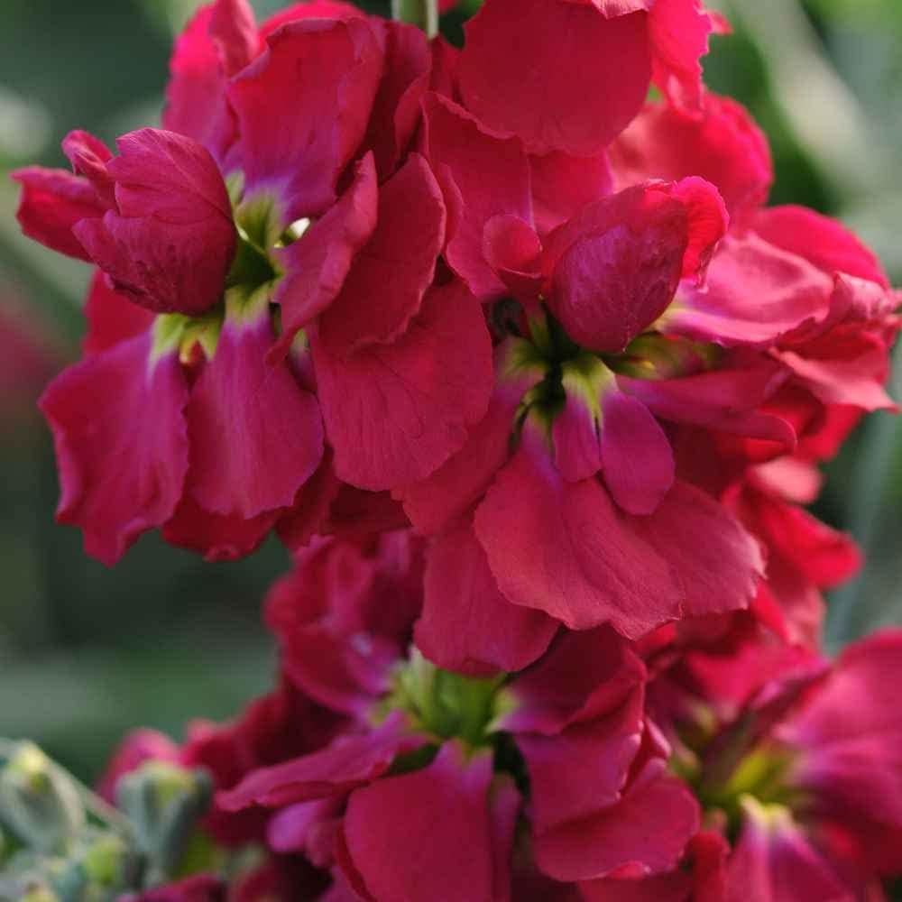 Semillas de flores Matthiola Incana rojas – Herencia, sin OGM, semillas de alta germinación