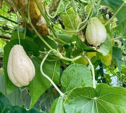 White Chayote Seeds – Heirloom, Non-GMO, High Germination Organic Garden Seeds