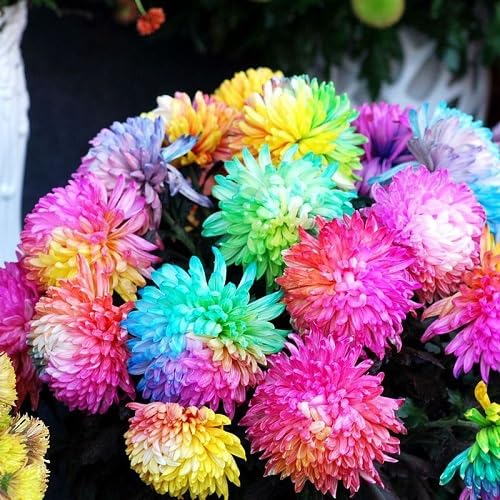 Mixed Rainbow Chrysanthemum Flower Seeds – Heirloom, Non-GMO, High Germination Seeds