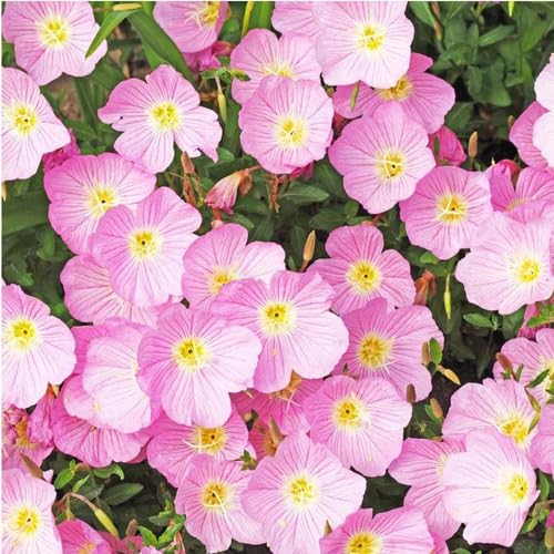 Primrose Flower Seeds Pink for Planting – Heirloom Non-GMO High Germination Organic Garden Seeds