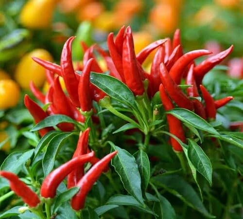 Red Pepper Seeds – Heirloom, Non-GMO, High Germination Organic Garden Seeds Planting