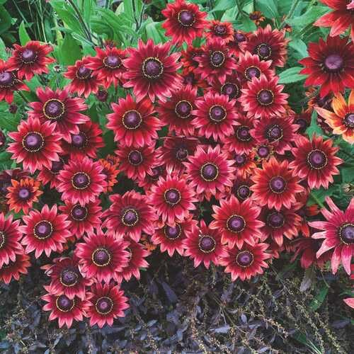 Rudbeckia Flower Seeds for Planting – Heirloom, Non-GMO, High Germination Organic Garden Seeds