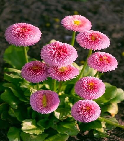 Pink Bellis Pomponette Flower Seeds Heirloom Non-GMO High Germination Organic Garden Seeds