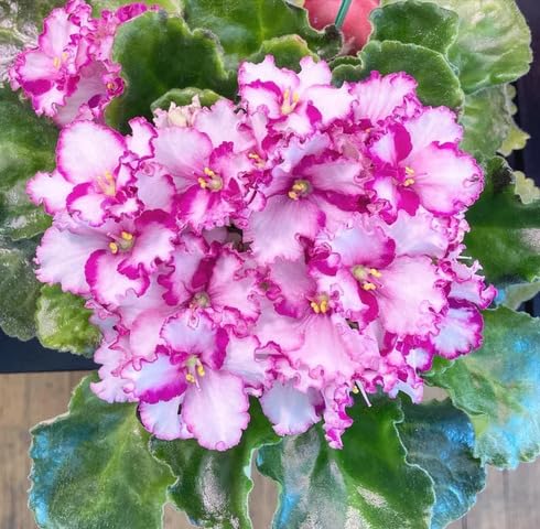 White Pink Saintpaulia Flower Seeds – Heirloom Non-GMO High Germination Organic Garden Seeds