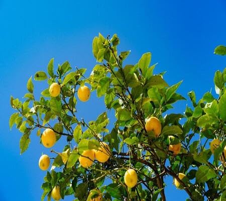 Lemon Plant Seeds – Heirloom, Non-GMO, High Germination Organic Garden Seeds