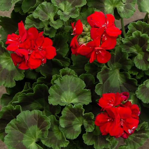 Geranium Flower Seeds – Heirloom, Non-GMO, High Germination Organic Garden Seeds for Planting