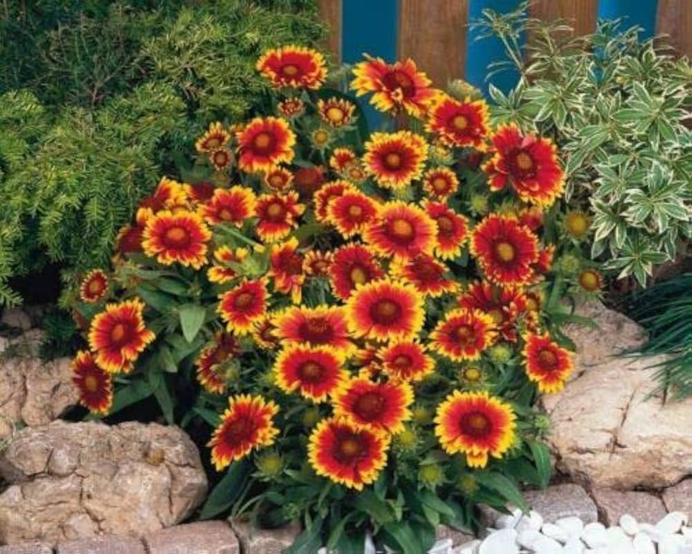 kokardenblume native flower seeds