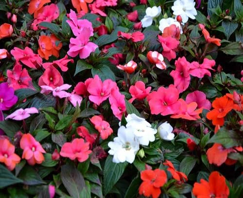 Impatiens Flower Seeds – Heirloom, Non-GMO, High Germination Organic Garden Seeds for Planting