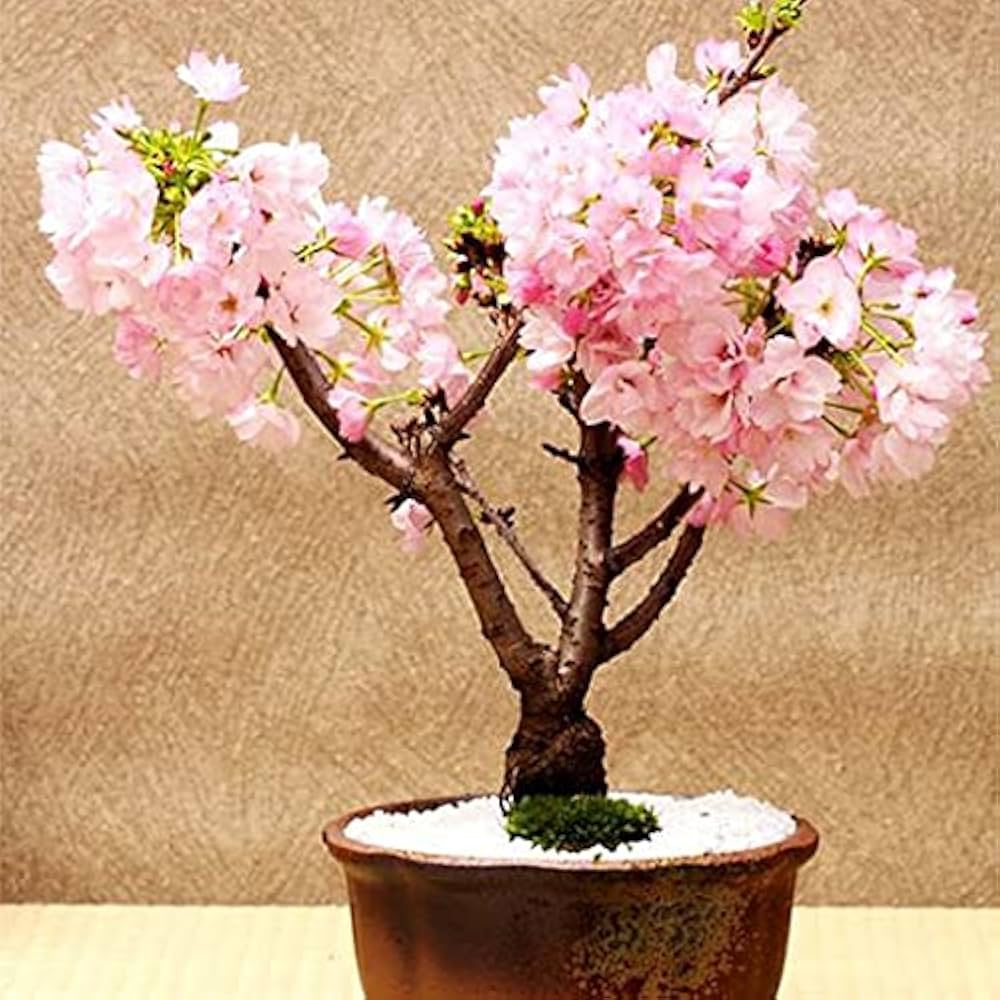 sakura cherry flower seeds