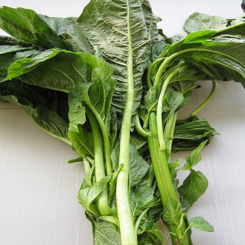 Callaloo – Altes Saatgut, gentechnikfrei, hohe Keimfähigkeit, Bio-Gartenanbau