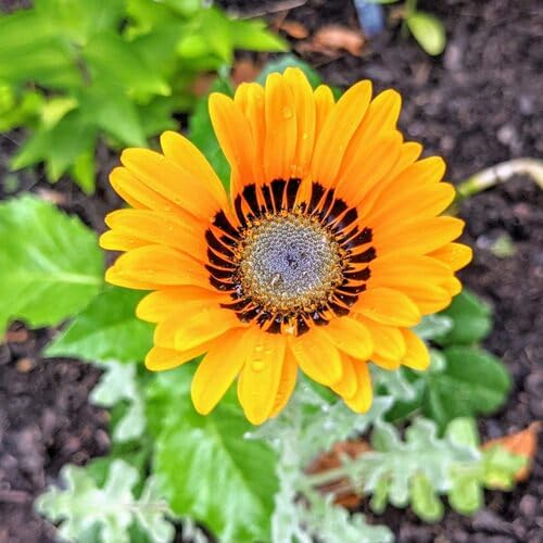 Yellow Venidium Flower Seeds – Heirloom Non-GMO Organic Garden Seeds