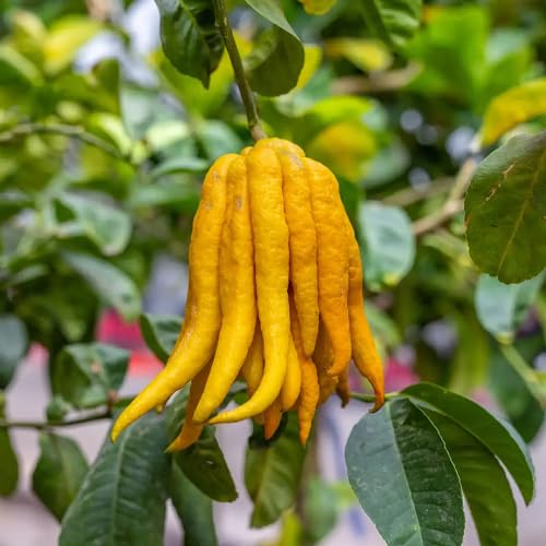 Yellow Citron Seeds – Heirloom, Non-GMO, High Germination Organic Garden Seeds