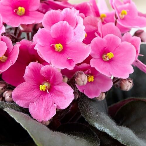 Saintpaulia Flower Seeds Pink – Heirloom Non-GMO High Germination Organic Garden Seeds