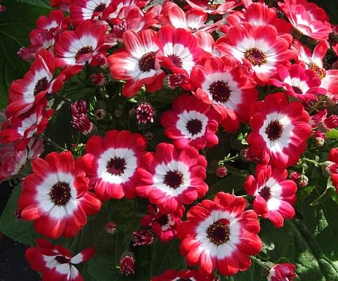 Red Cineraria Flower Seeds – Heirloom, Non-GMO, High Germination Organic Garden Seeds for Planting