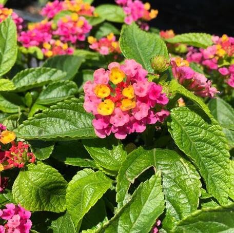 pink lantana flower seeds