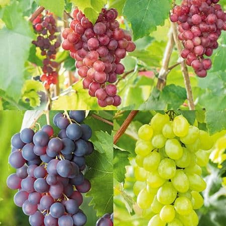 Mixed Grapes Seeds Heirloom Non-GMO High Germination Organic Garden Seeds for Planting