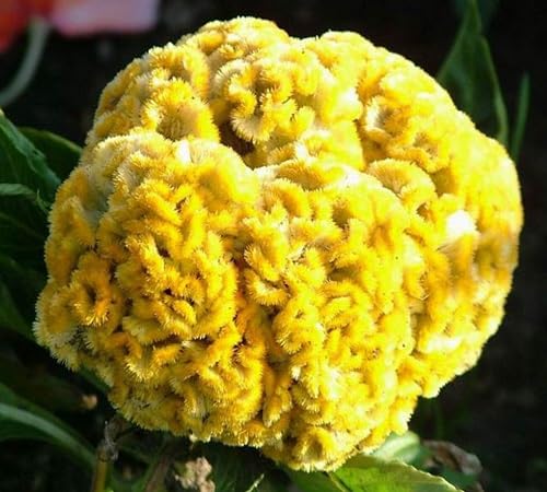 Yellow Cockscomb Flower Seeds – Heirloom, Non-GMO, High Germination Organic Garden Seeds