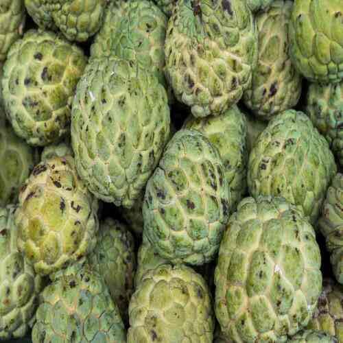 Green Custard Apple Seeds – Heirloom, Non-GMO, High Germination Organic Garden Seeds