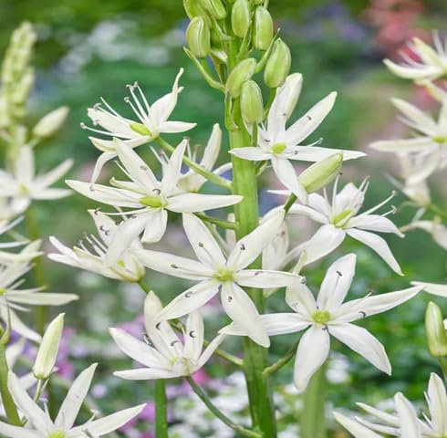 White Camassia Leichtlinii Flower Seeds Heirloom Non-GMO High Germination Organic Garden Seeds