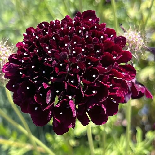 Black Scabiosa Flower Seeds for Planting – Heirloom, Non-GMO High Germination Organic Garden Seeds
