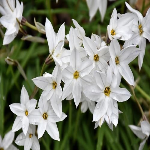 White Ipheion Flower Seeds Heirloom Non-GMO High Germination Organic Garden Seeds for Planting