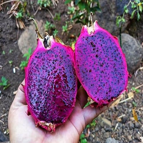 Purple Dragon Seeds – Heirloom, Non-GMO, High Germination Organic Garden Seeds