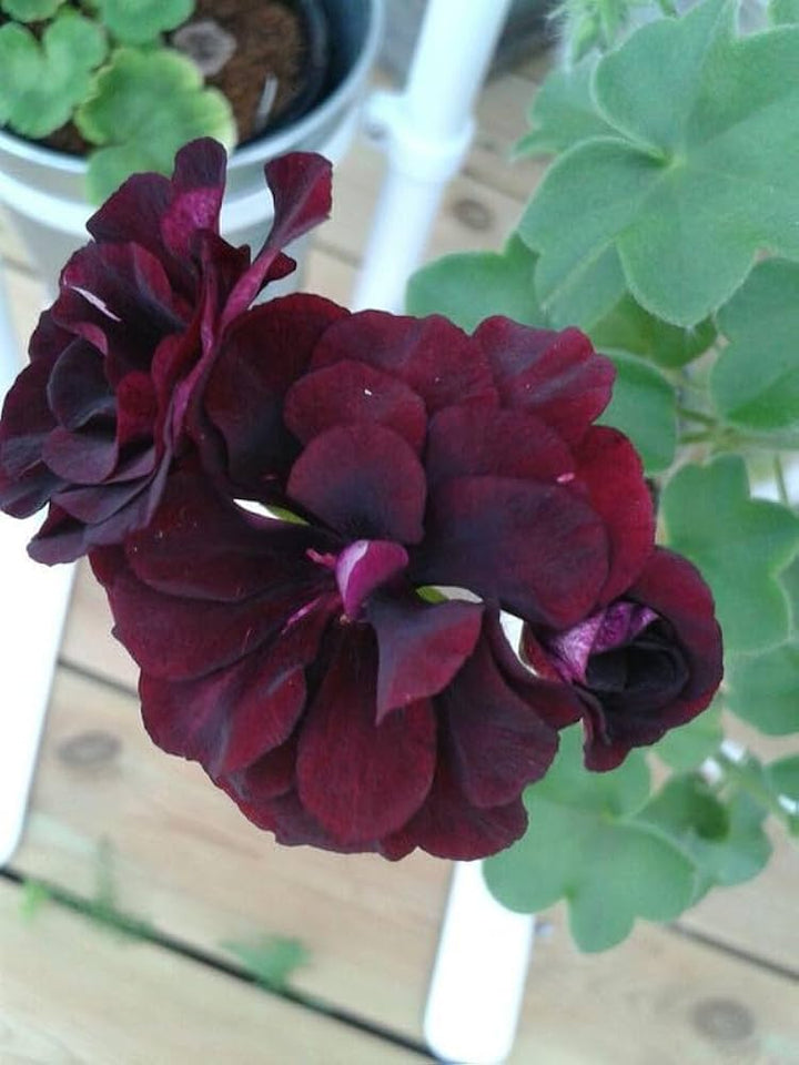 Marron Pelargonien-Blumensamen – Alte Sorte, gentechnikfrei, hohe Keimfähigkeit, Bio-Gartensamen zum Pflanzen