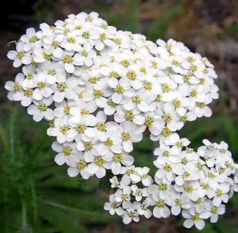 White Achillea Flower Seeds Heirloom Non-GMO High Germination Organic Garden Seeds