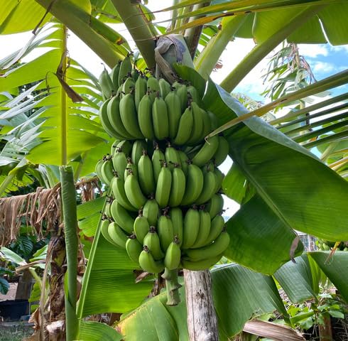 Semillas de plátano verde – Reliquia, sin OMG, alta germinación, semillas de jardín orgánicas