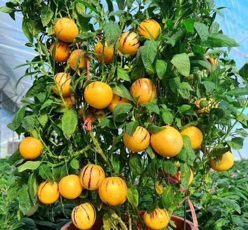 Orange Ginseng Melon Seeds – Heirloom, Non-GMO, High Germination Organic Garden Seeds