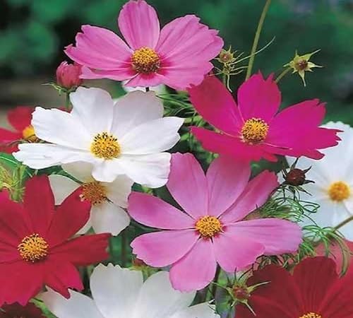 Mixed Cosmos Flower Seeds – Heirloom, Non-GMO, High Germination Organic Garden Seeds for Planting