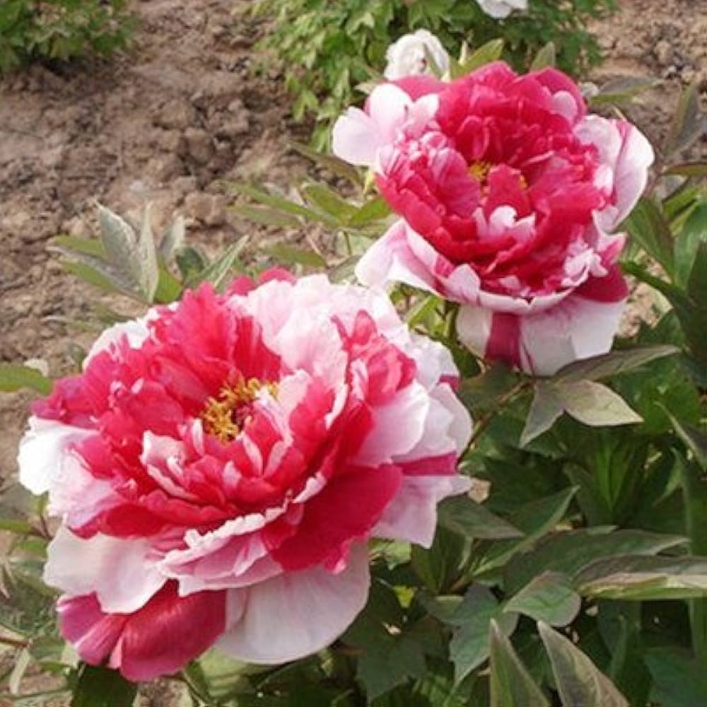 rare rainbow flower seeds