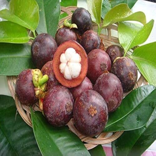 Purple Mangosteen Seeds – Heirloom, Non-GMO, High Germination Organic Garden Seeds