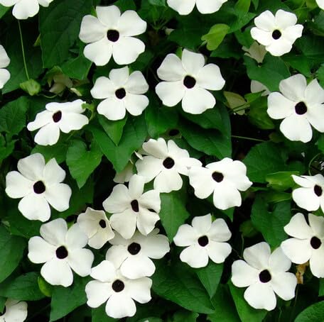 White Thunbergia Flower Seeds – Heirloom Non-GMO Organic Garden Seeds