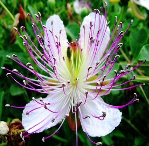 Weiße Veilchen Capparis Samen zum Pflanzen, alte Sorte, gentechnikfrei, hohe Keimrate, Bio-Gartensamen