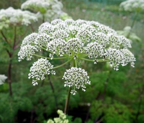 Selinum Wallichianum Flower Seeds for Planting – Heirloom, Non-GMO, High Germination Organic Garden Seeds