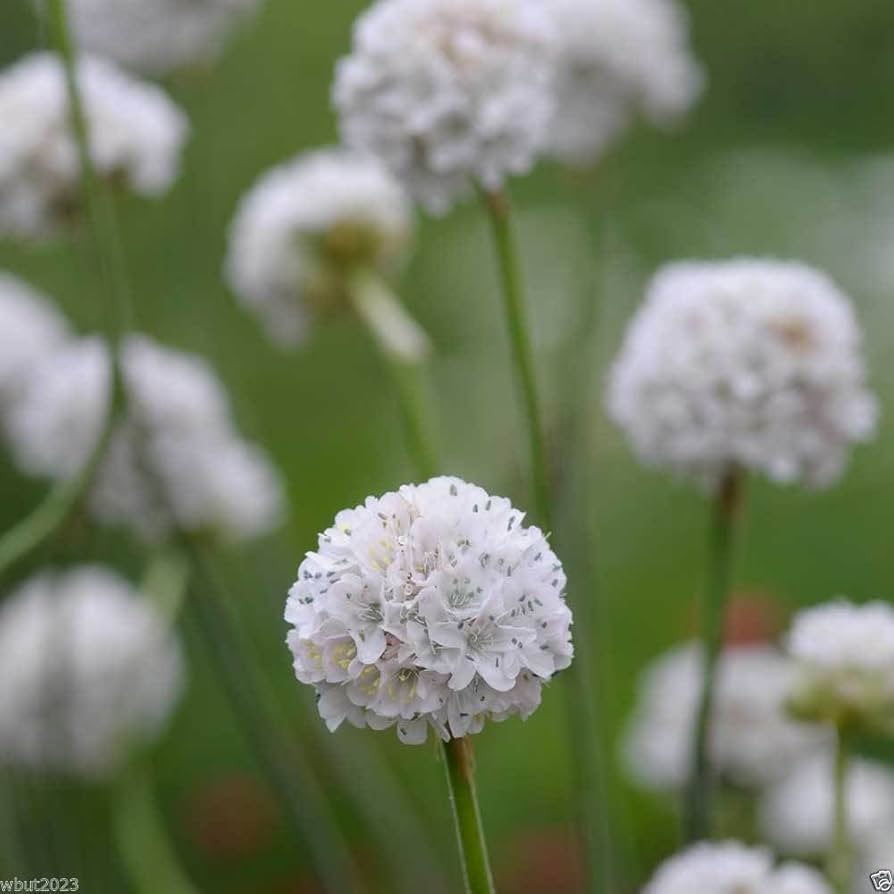 Armeria Flower Seeds Giant White for Planting – Heirloom Non-GMO High Germination Organic Seeds