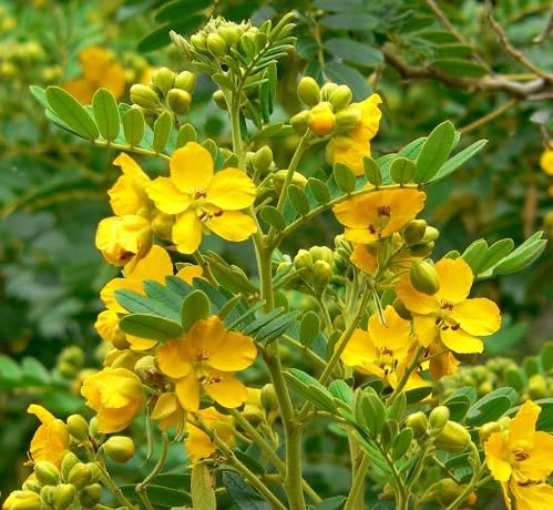 yellowretamaflowerheirloomnongmo flower seeds