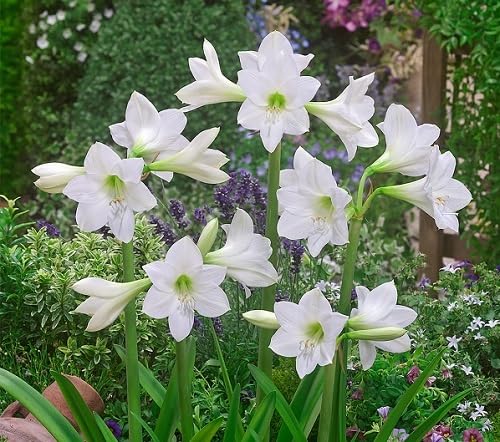 White Hippeastrum Flower Seeds for Planting Heirloom Non-GMO High Germination Organic Garden Seeds