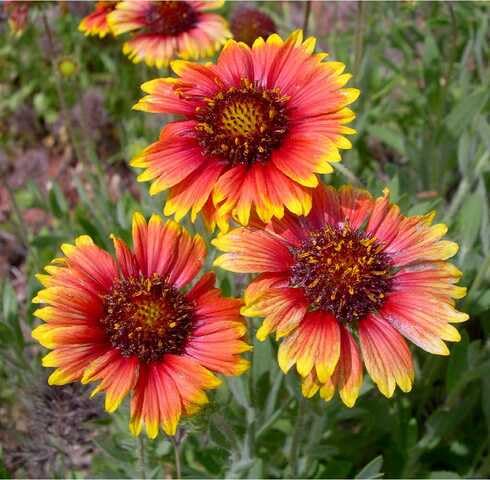 Red Yellow Gaillardia Pulchella Flower Seeds for Planting – Heirloom Non-GMO High Germination Organic Garden Seeds