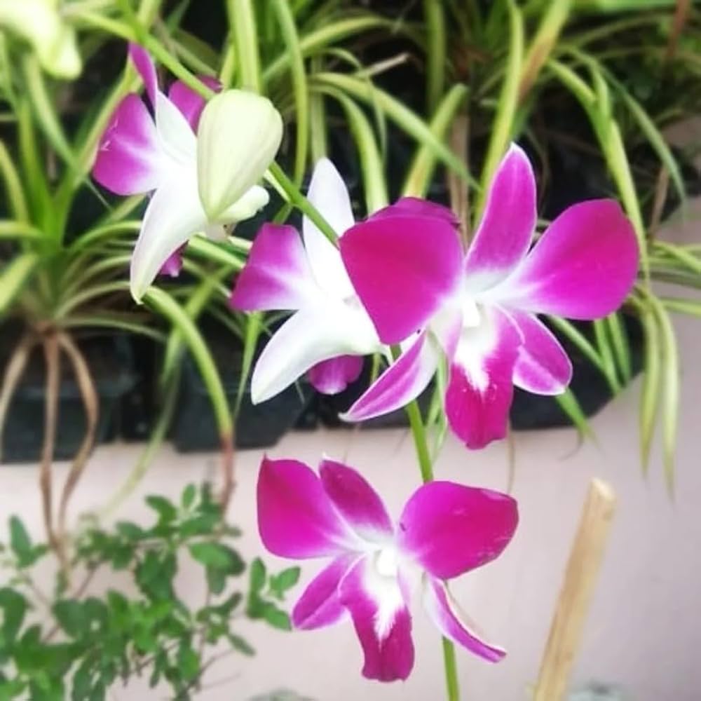 Dendrobium Orchid Flower Seeds Heirloom Non-GMO High Germination Organic Garden Seeds for Planting