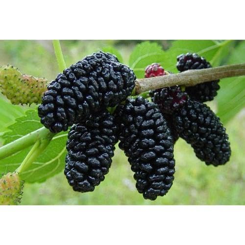 Black Mulberry Seeds for Planting – Heirloom Non-GMO High Germination Organic Garden Seeds