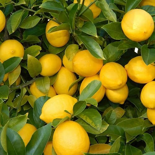 Yellow Lemon Seeds – Heirloom, Non-GMO, High Germination Organic Garden Seeds
