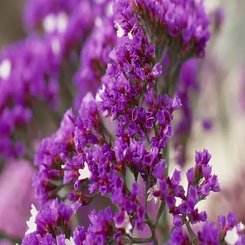 Statice Flower Seeds – Heirloom, Non-GMO, High Germination Organic Garden Seeds