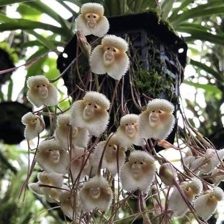 White Monkeyface Orchid Flower Seeds Heirloom Non-GMO High Germination Organic Garden Seeds