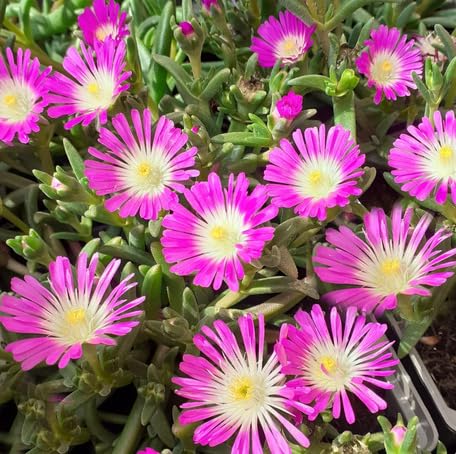pink delosperma flower seeds