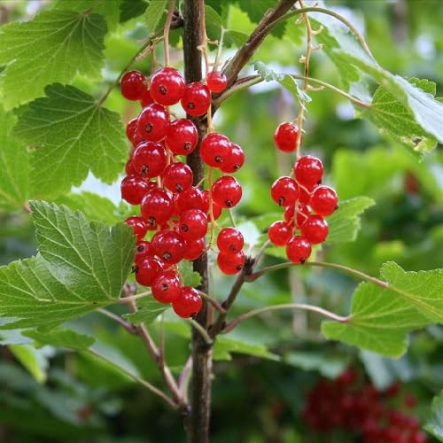 Red Currant Seeds – Heirloom, Non-GMO, High Germination Organic Garden Seeds